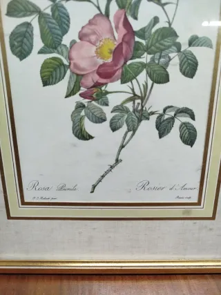 Pareja de cuadros de flores de Redoute