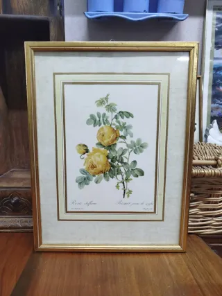 Pareja de cuadros de flores de Redoute