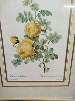 Pareja de cuadros de flores de Redoute