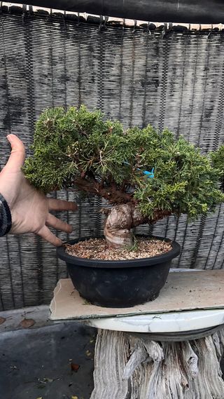 PRE BONSAI JUNIPERO ITOIGAWA