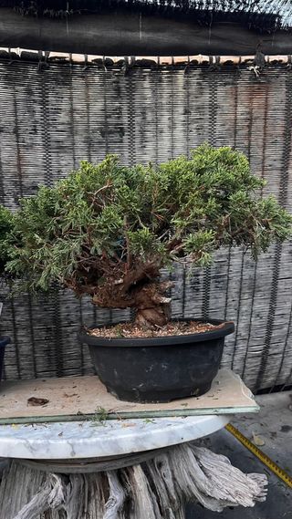 PRE BONSAI JUNIPERO ITOIGAWA