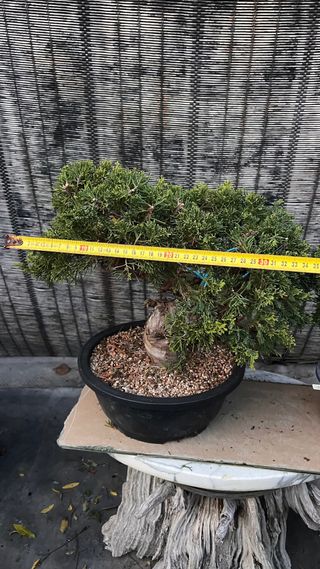 PRE BONSAI JUNIPERO ITOIGAWA