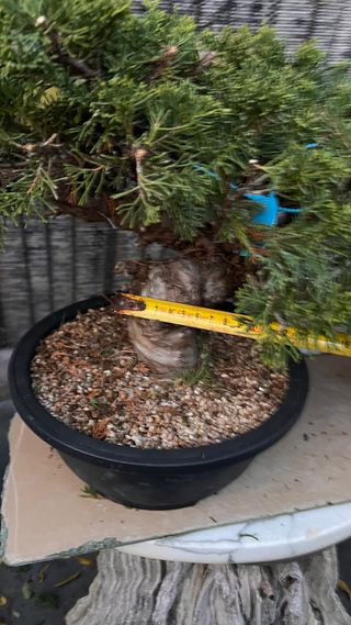 PRE BONSAI JUNIPERO ITOIGAWA