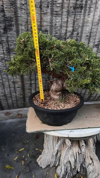 PRE BONSAI JUNIPERO ITOIGAWA