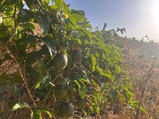 Terreno en venta en Alhaurín el Grande