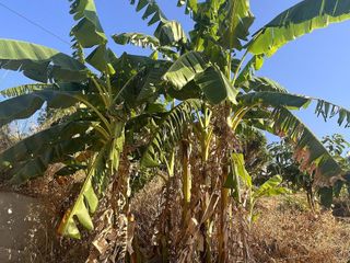 Terreno en venta en Alhaurín el Grande