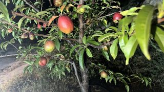 Terreno en venta en Alhaurín el Grande