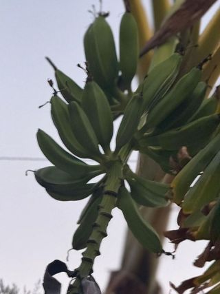 Terreno en venta en Alhaurín el Grande