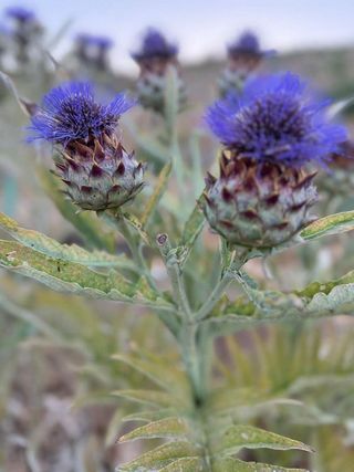 Terreno en venta en Alhaurín el Grande
