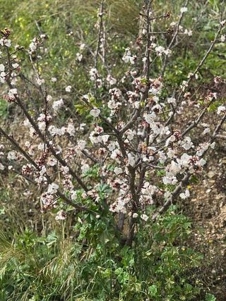 Terreno en venta en Alhaurín el Grande