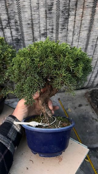 PRE BONSAI JUNIPERO ITOIGAWA