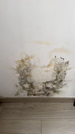 Pintor profesional y limpio.