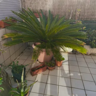 Palmera Cyca en maceta grande