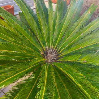 Palmera Cyca en maceta grande