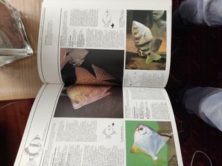 Peces de Acuario - (Spanish Edition)