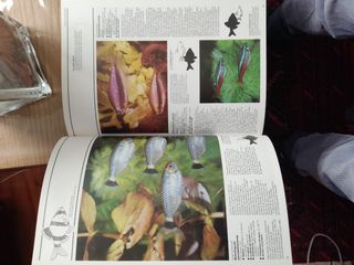 Peces de Acuario - (Spanish Edition)