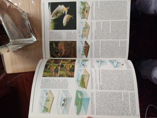 Peces de Acuario - (Spanish Edition)