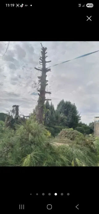 Poda de árboles profesional