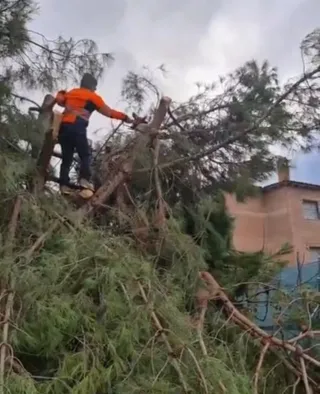 Poda de árboles profesional