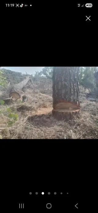 Poda de árboles profesional