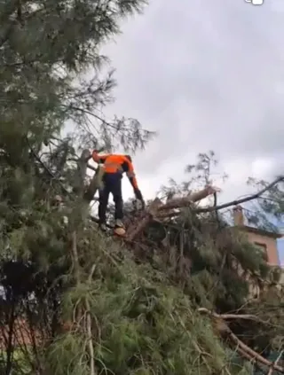 Poda de árboles profesional