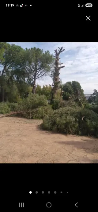 Poda de árboles profesional