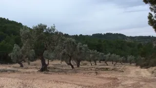 Terreno con olivos, finca con olivos y pinares .