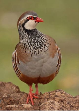 Coto de Caza Perdiz con Reclamo