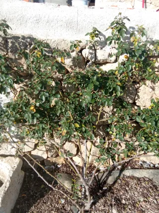 Se alquila habitación casa campo