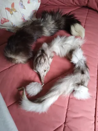 Pieles de zorro y conejo