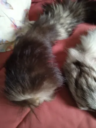 Pieles de zorro y conejo