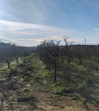 Servicios Discos de prepoda con tractor