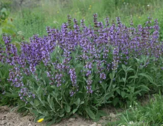 Semillas de Salvia, salvia aromática, plantas