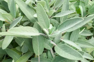 Semillas de Salvia, salvia aromática, plantas