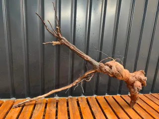 Raíz/tronco XL Decoración acuario OFERTA SOLO HOY!