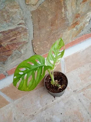 Monstera adansoni variegata