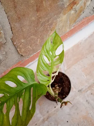 Monstera adansoni variegata