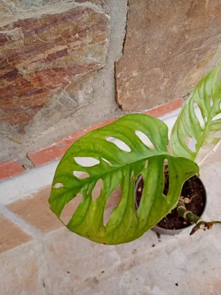 Monstera adansoni variegata
