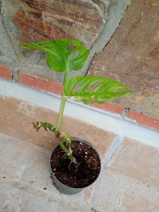 Monstera adansoni variegata