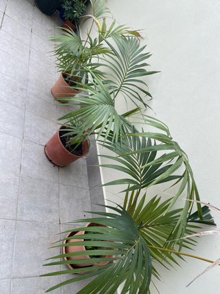 Palmeras Kentia en Maceta