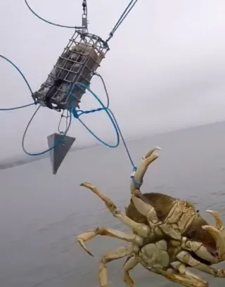 Trampa para cangrejos y pesca