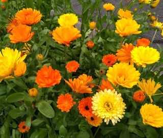 300 Semi Calendula Biologica Mix
