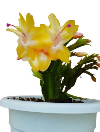 Schlumbergera Gialla - Cactus di Natale