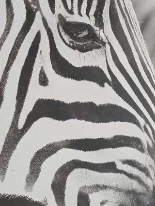 Cuadro Cebra Blanco y Negro