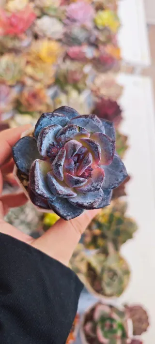 Echeveria Lunar Ocean Pianta Succulenta