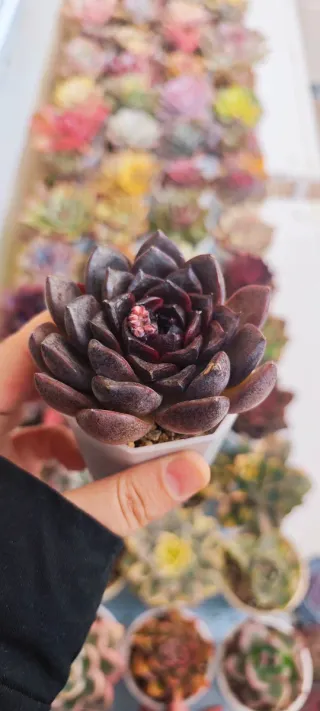 Echeveria Black Plum - Pianta succulenta