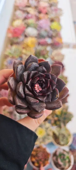Echeveria Black Plum - Pianta succulenta