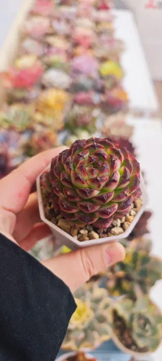 Echeveria Thunder Dragon