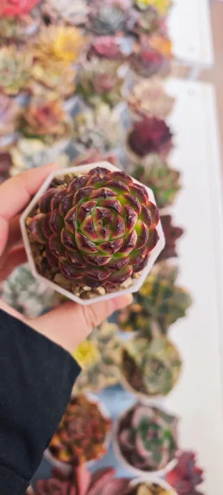 Echeveria Thunder Dragon