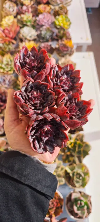 Echeveria Fireworks Piante Succulente